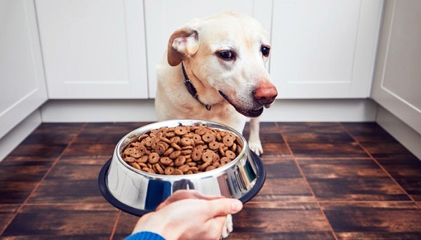 cane non mangia