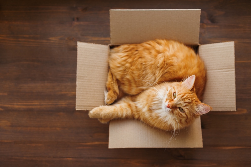 gatti scatole immaginarie
