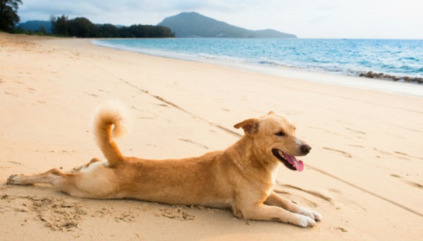 cani spiaggia 