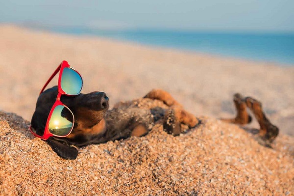 cani spiaggia