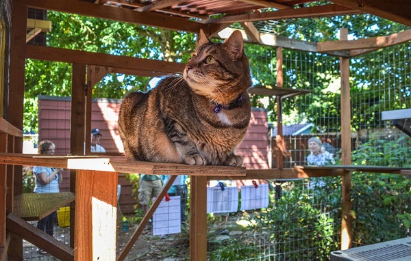 catio recinti gatti