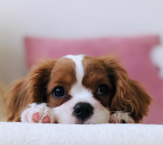 come insegnare al cane a fare pipi nella traversina