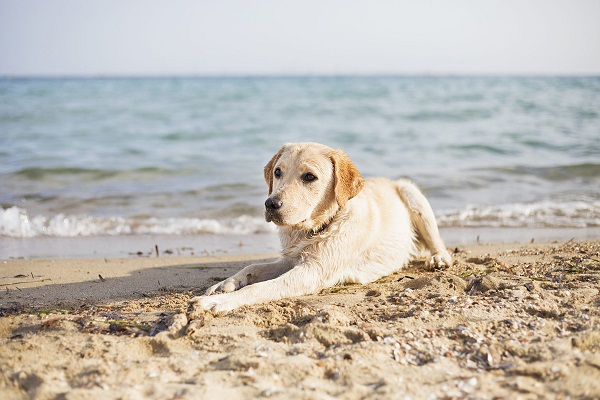 cane bagno mare