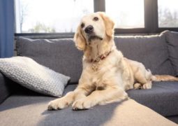 cani amano divano