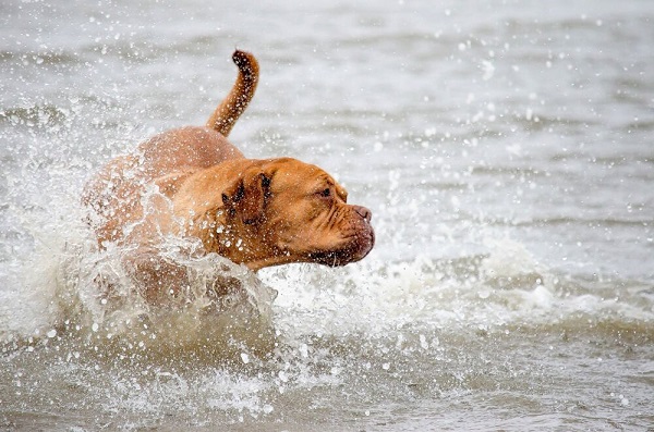 cane bagno mare