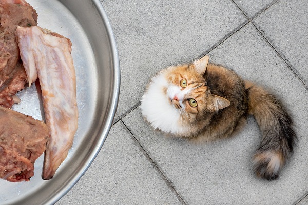 dieta carne cruda gatto