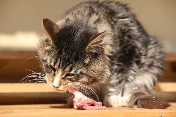 dieta carne cruda gatto