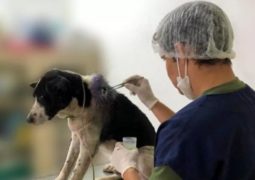 cane va solo dal veterinario