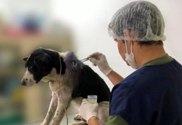 cane va solo dal veterinario