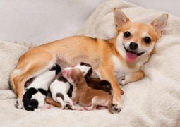 gravidanza cani