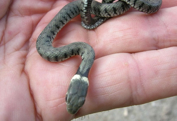 serpente animale domestico