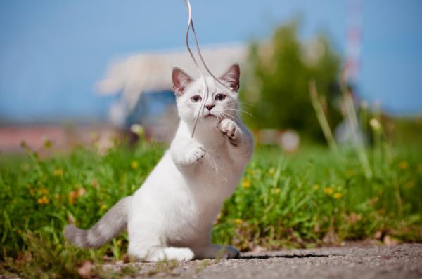 gatto bassotto munchkin