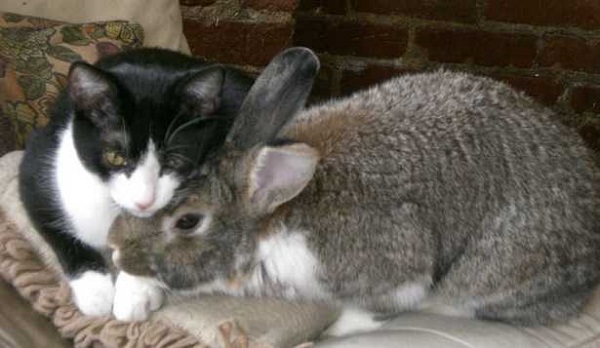 rapporto gatto coniglio