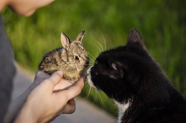 rapporto gatto coniglio