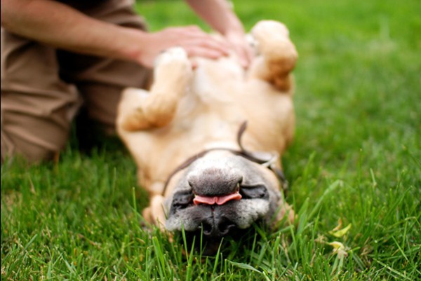 cane pancia in su