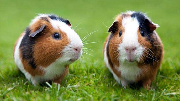 cavia peruviana