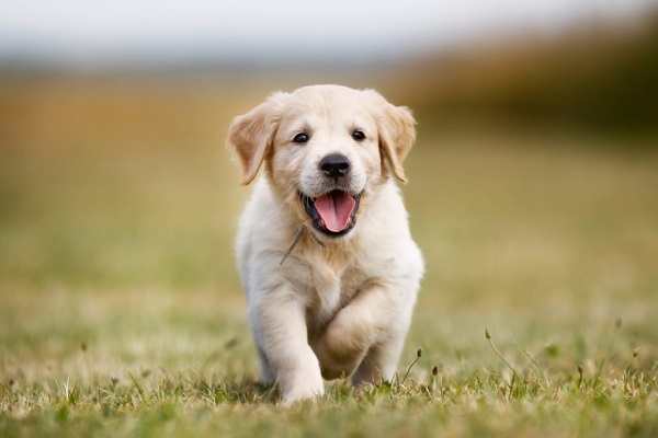 cuccioli di golden retriever