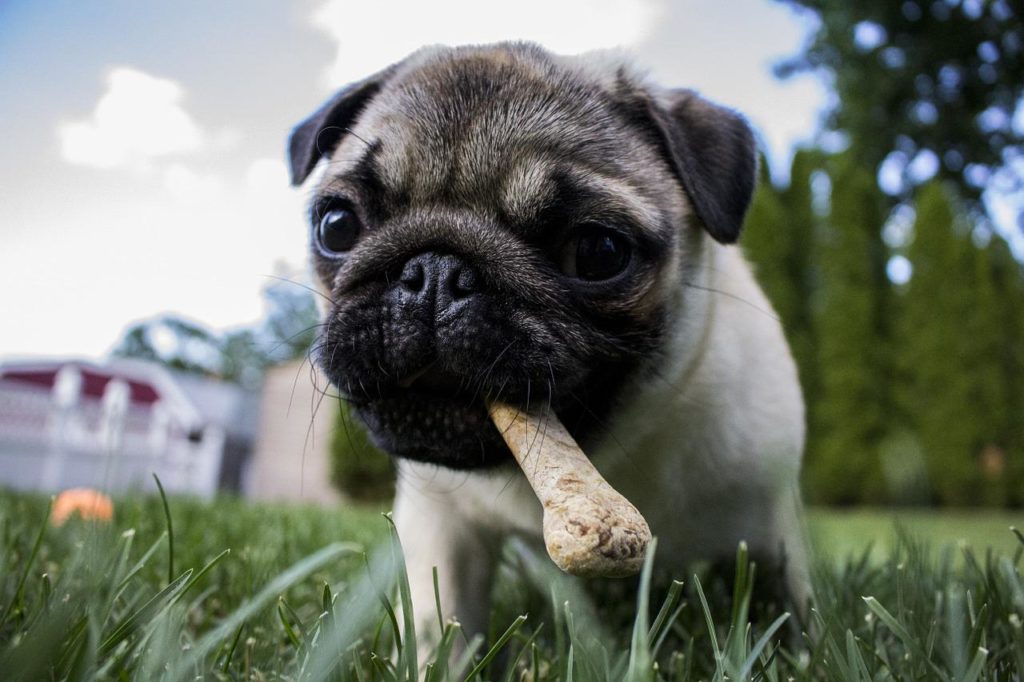 Premiare il cane