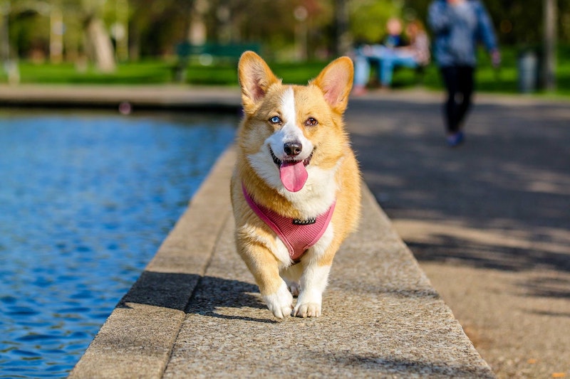 protezione cani