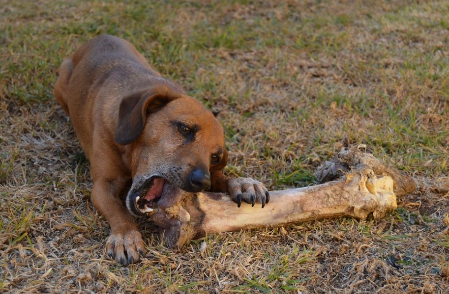 cane problematico come farlo stare calmo