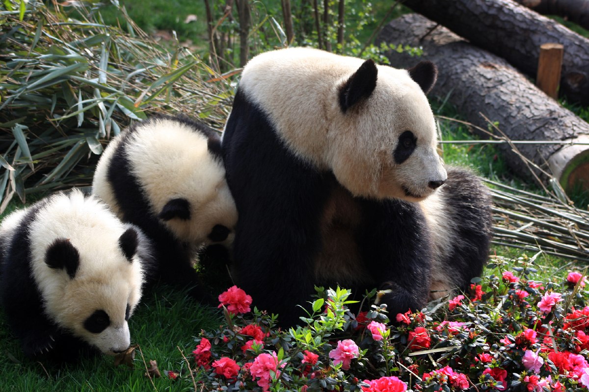 Himalaya panda