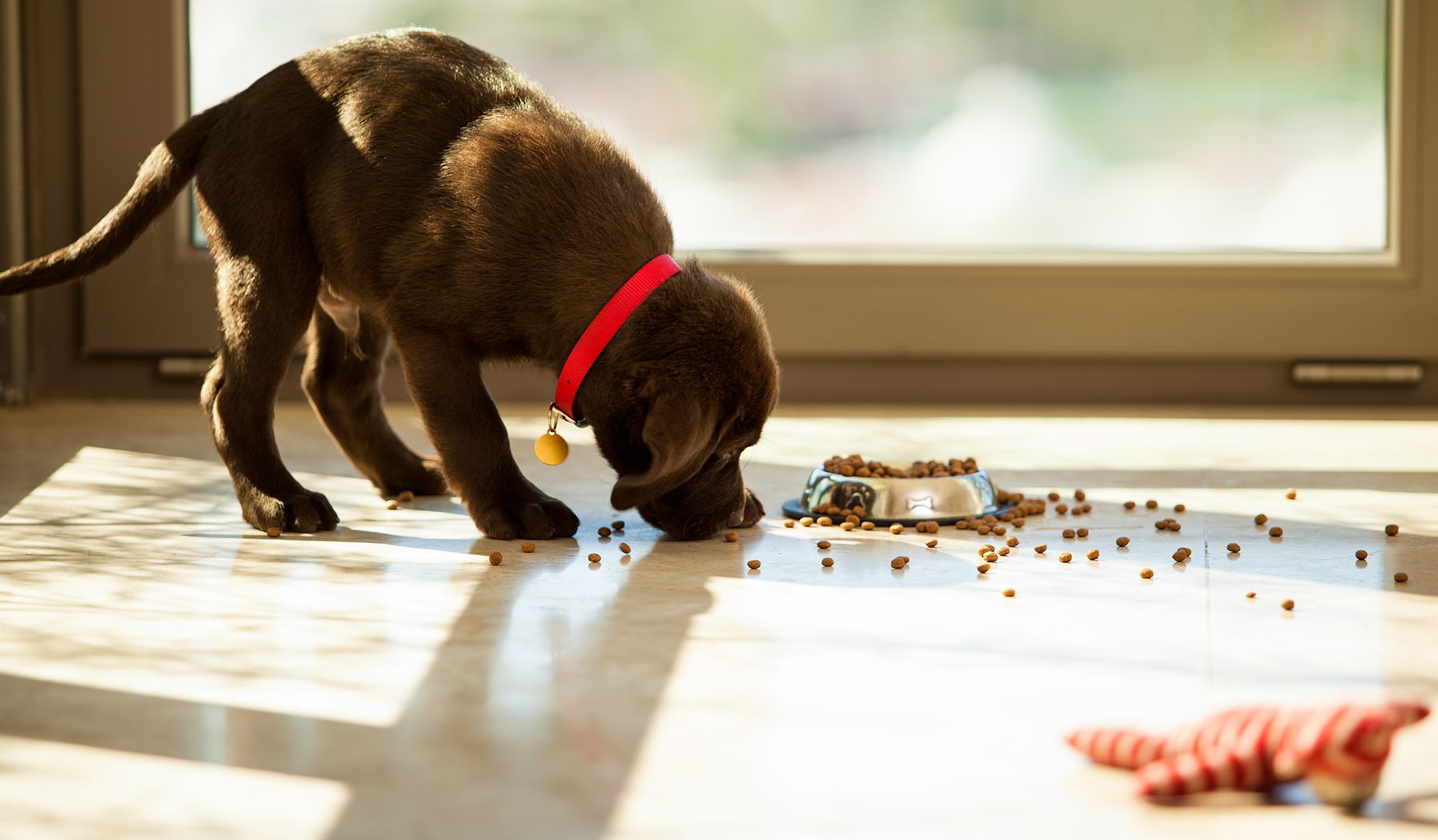 alimentazione cuccioli