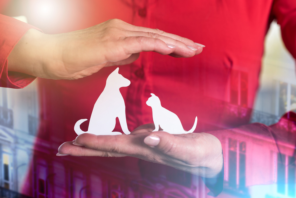 Assicurazione cani e gatti online
