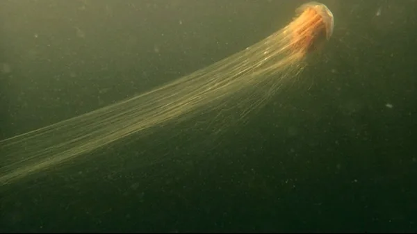 Cyanea capillata, la medusa criniera di leone