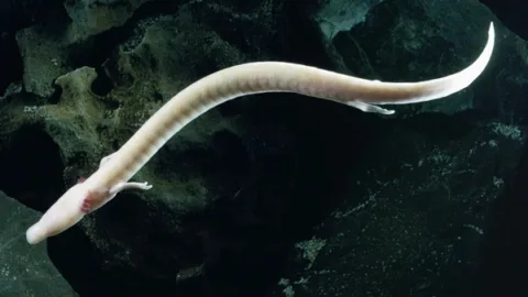 Proteo, anfibio misterioso