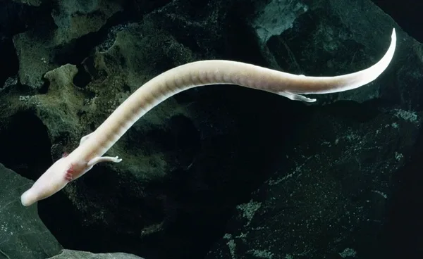 Proteo, anfibio misterioso