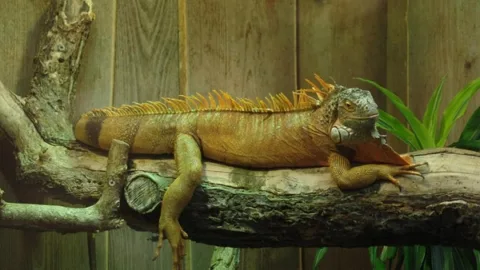 Iguana, come organizzare il terrario