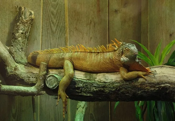 Iguana, come organizzare il terrario