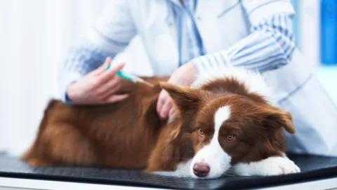 Rabbia proveniente dai cani debellata in Cile