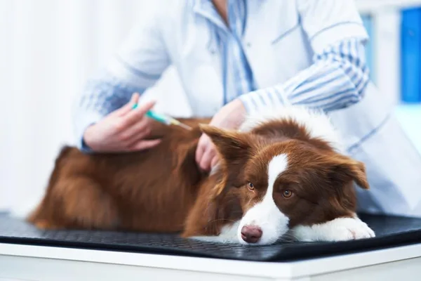Rabbia proveniente dai cani debellata in Cile